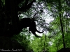 Un rinoceronte nella foresta ( Riserva naturale Pescinello ).jpg